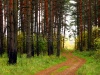 stock-photo-forest-path-2109964