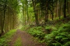 stock-photo-forest-path-in-heidelberg-germany-258376481