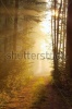 stock-photo-forest-path-surrounded-by-dense-fog-with-the-sun-shining-in-the-distance-43349938