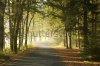 stock-photo-forest-road-in-a-foggy-october-morning-116100856