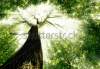 stock-photo-forest-trees-nature-green-wood-sunlight-backgrounds-111187826