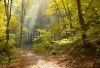 stock-photo-forest-with-foggy-and-light-63404038