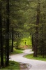 stock-photo-forrest-winding-path-102690965