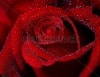 stock-photo-fresh-close-up-macro-shot-of-a-red-rose-248219164