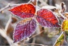 stock-photo-frozen-blackberry-autumn-leaves-seasonal-vintage-winter-background-macro-image-232645849
