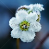 stock-photo-frozen-white-flower-macro-shot-125323106