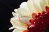 stock-photo-gerbera-jamesonii-beautiful-flower-with-macro-details-235992925