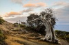 stock-photo-gnarled-juniper-tree-shaped-by-the-wind-at-el-sabinar-island-of-el-hierro-198455639