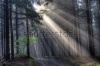 stock-photo-god-beams-coniferous-forest-early-in-the-morning-72315586