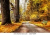 stock-photo-golden-autumn-path-in-forest-151540394