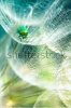 stock-photo-green-bug-in-the-dandelion-macro-photo-from-the-nature-105010100