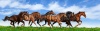 stock-photo-herd-gallops-in-green-field-66901486