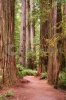 stock-photo-hiking-path-through-a-redwood-forest-in-california-with-moss-and-ferns-85344502