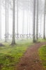 stock-photo-hiking-trail-through-a-misty-spruce-forest-75342313