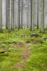 stock-photo-hiking-trail-through-a-misty-spruce-forest-84354121