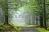 stock-photo-hiking-trail-through-natural-foggy-spruce-tree-forest-165700046