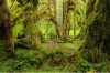 stock-photo-hoh-rain-forest-in-olympic-national-park-washington-usa-71410105