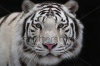 stock-photo-interest-in-eyes-of-a-young-white-bengal-tiger-141563776