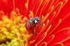stock-photo--ladybug-sits-on-a-flower-76020874