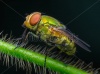 stock-photo-left-side-view-of-green-fly-on-hairy-branch-macro-240665230