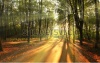 stock-photo-light-rays-fall-landscape-trees-227845156