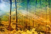 stock-photo-lights-in-the-forest-47268961