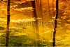 stock-photo-lights-of-the-forest-48696220