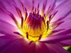 stock-photo-lotus-fresh-color-with-yellow-stamens-of-the-lotus-flower-126614732