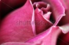 stock-photo-macro-image-of-a-dark-red-rose-122375824