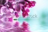 stock-photo-macro-image-of-spring-lilac-violet-flowers-with-water-reflection-abstract-soft-floral-backgr