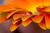 stock-photo-macro-of-drops-on-orange-flower-detail-blue-cold-137541101