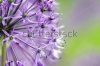 stock-photo-macro-photo-of-alium-flowers-72542266
