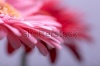 stock-photo-macro-photo-of-gerbera-flower-with-water-drop-floral-background-242186263