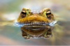 stock-photo-macro-shot-of-a-male-toad-in-water-170441336