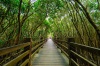 stock-photo-mangrove-forest-with-wood-walk-way-214782004