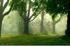 stock-photo-misty-morning-covers-forest-path-through-woods-is-illuminated-by-sunlight-filtering-