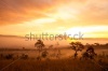 stock-photo-misty-morning-sunrise-in-mountain-at-thung-salang-luang-national-park-phetchabun-tha