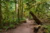 stock-photo-moss-covered-rainforest-trail-in-olympic-national-park-153369254
