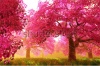 stock-photo-mysterious-cherry-blossoms-japanese-garden-cartoony-d-render-95608351