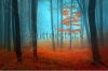stock-photo-mystic-foggy-forest-during-autumn-136051451