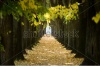 stock-photo-nice-tree-tunnel-in-lucca-italy-130776302