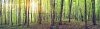 stock-photo-panorama-of-a-green-summer-forest-180251045