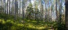 stock-photo-panoramic-view-of-summer-forest-at-ruunaa-hiking-area-finland-35347141