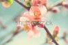 stock-photo-pastel-tones-spring-blossom-macro-134081900