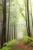 stock-photo-path-between-coniferous-and-deciduous-trees-surrounded-by-fog-in-the-spring-forest-1