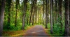 stock-photo-path-in-forest-112688783