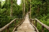 stock-photo-path-in-forest-chiangmai-thailand-144595421