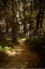 stock-photo-path-in-the-forest-123992176