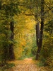 stock-photo-path-through-forest-in-autumn-149368271