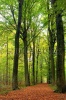 stock-photo-path-through-lush-forest-8744974
